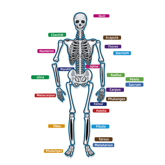 Human Skeleton Magnets