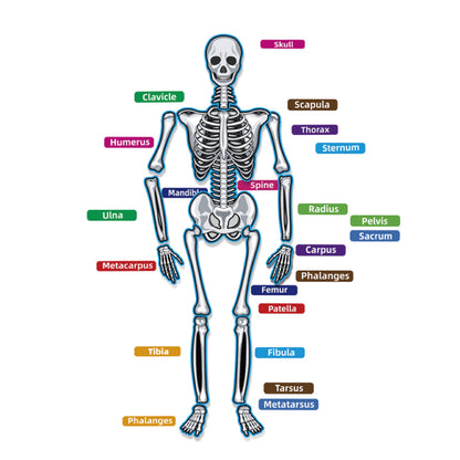Human Skeleton Magnets