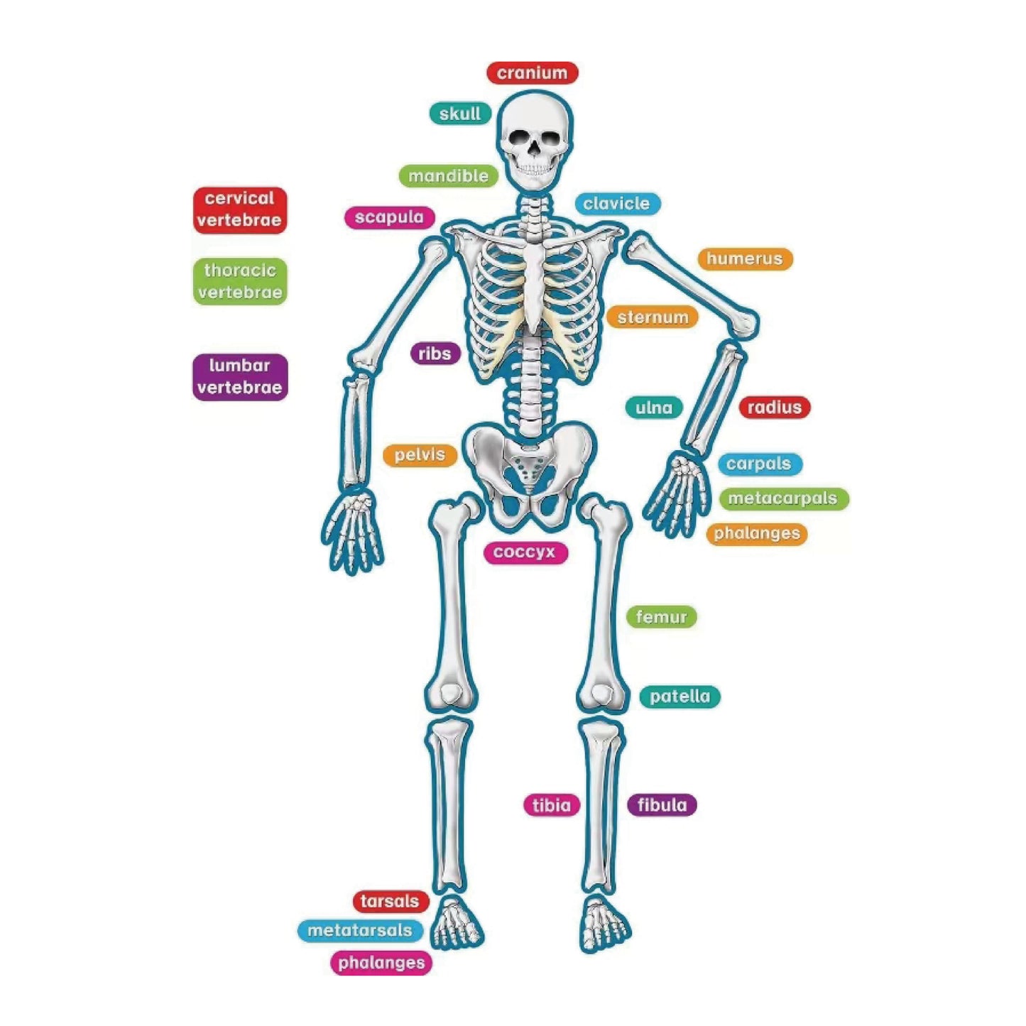 Human Skeleton Magnets