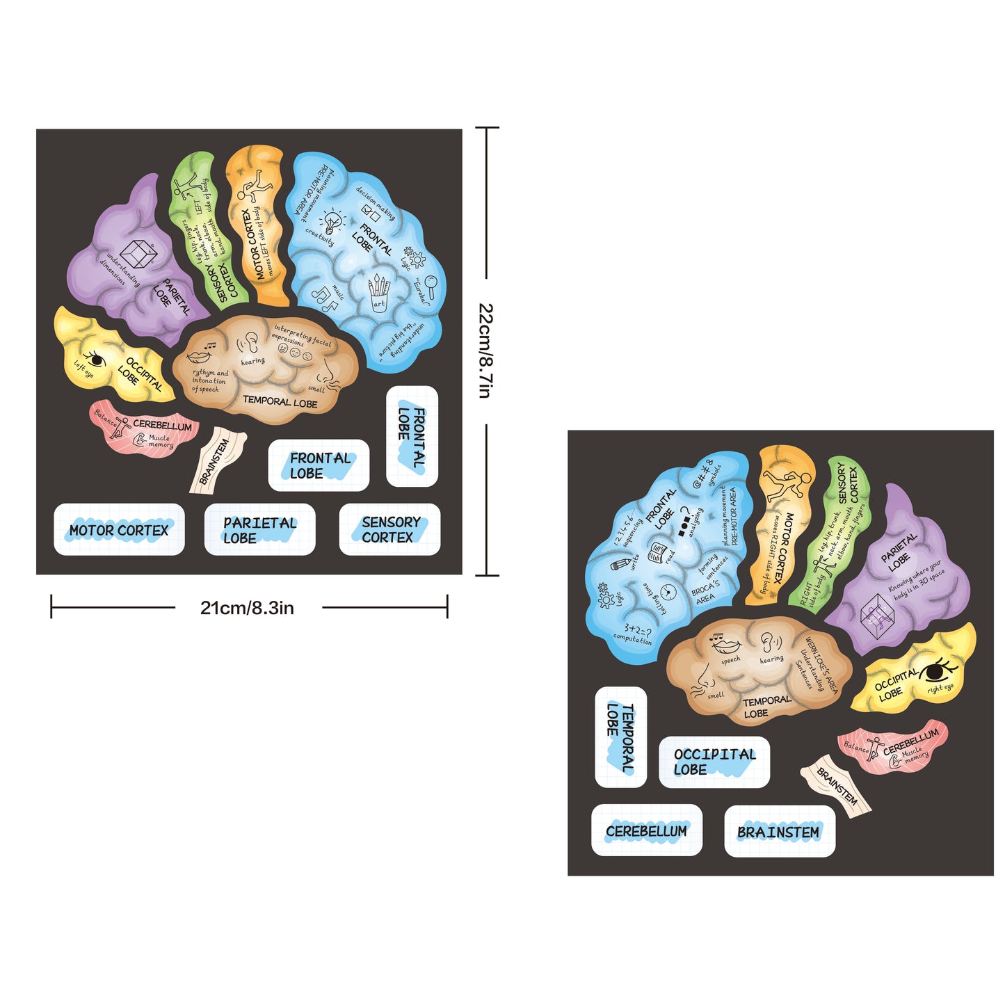 Brain Hat + Brain Magnets + Game Book Set