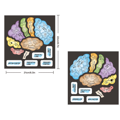Brain Hat + Brain Magnets + Game Book Set